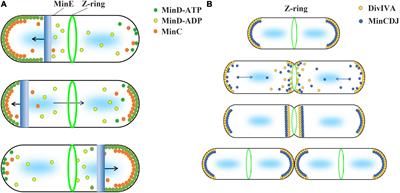 How Do MinC-D Copolymers Act on Z-Ring Localization Regulation? A New Model of Bacillus subtilis Min System